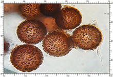 Elaphomyces decipiens